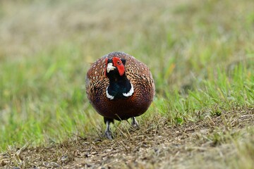 
Portrait of a common pheasant on a green meadow in spring during rut
