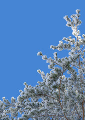 A close-up of the branches of a snow-covered pine tree against a blue background. Lots of texture, contrast, and room for type. 