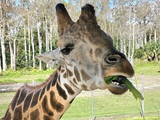 Giraffe Giraffidae Plant Plant community Vertebrate Natural environment © Zombie Bunny