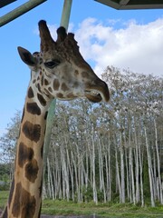 Hair Giraffe Head Giraffidae Sky Eye © Zombie Bunny