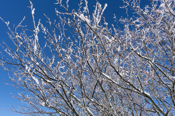A closeup of snow and ice-covered tree branches against a stark blue sky. The dark branches, white snow, and blue sky create a beautiful contrast. Photographed in January on the Cherohala Skyway, TN.