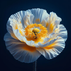 Floral fine art still life detailed color macro of a single isolated wide opened white yellow green Iceland poppy blossom with detailed texture.	