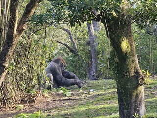 Plant Primate Tree Natural landscape Biome Grass