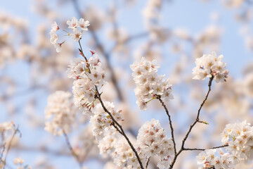 Sunset Sakura: A Glimpse of Evening Cherry Blossoms 夕暮れ時の満開の桜