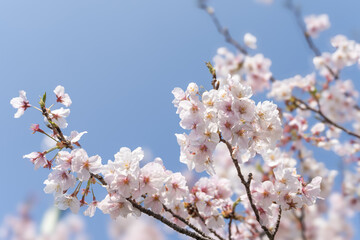 Obraz premium Spring's Delicate Dance: Cherry Blossoms in Bloom 満開の桜と青空