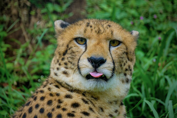 cheetah in the grass