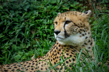 Naklejka na ściany i meble cheetah in the grass