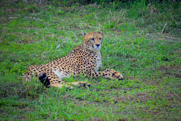cheetah in the grass