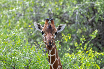 giraffe against a background of green vegetation close-up in a national park in Kenya