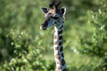 giraffe against a background of green vegetation close-up in a national park in Kenya
