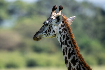 Obraz premium giraffe against a background of green vegetation close-up in a national park in Kenya