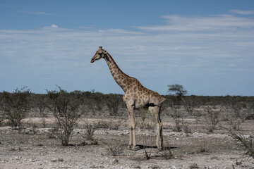 giraffe against a background of green vegetation close-up in a national park in Kenya