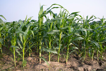 Obraz premium Agriculture corn fields growing in the harvest countryside of Bangladesh