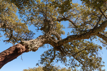 Korkeichen, Quercus suber auf dem Pilgerweg Camino Via de la Plata im Parque natural de la Sierra Norte de Sevilla kurz vor Almadén, Andalusien, Spanien