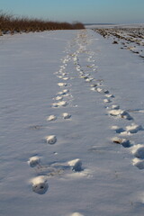 A snowy field with footprints