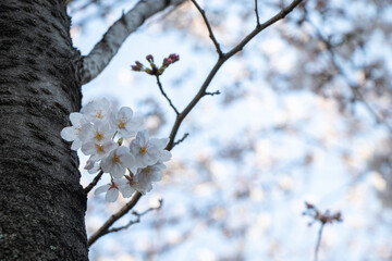 Tranquility in Sakura Blooms 桜の花