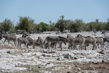 Naklejka na ściany i meble a large family of zebras at a watering hole in a national park in Kenya