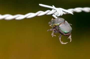 A macro photo of a Japanese beetle impaled on a barbed wire fence, the victim of the Loggerhead Shrike, Lanius ludovicianus. The Shrike impales his prey, then returns to eat it later.
