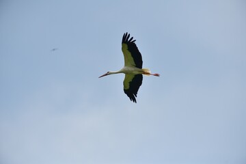 White stork flying in the blue sky 