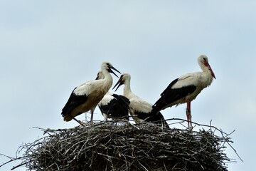 A family of storks with young stands in a nest on a post