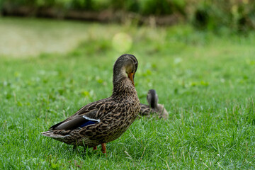 Les canards devant le Château des ducs de Bretagne- à Nantes- France