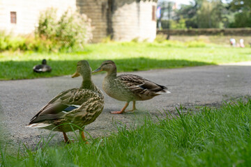 Les canards devant le Château des ducs de Bretagne- à Nantes- France