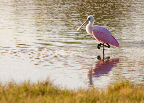 A juvenile Roseate spoonbill,Platalea ajaja ,with fully feathered head and pale pink plumage is seen foraging for food in a shallow pond. This image was captured in Emerson Point Park in Palmetto, FL.