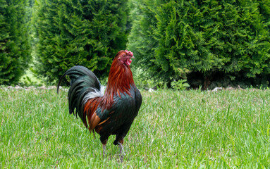 Rooster on a green meadow in the garden. Beautiful rooster © jarizPJ