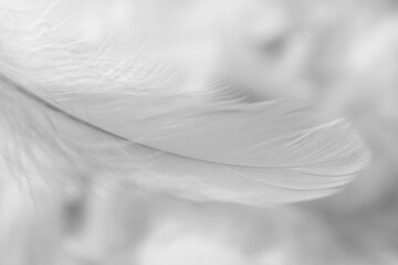 Fluffy white feather on blurred background, closeup