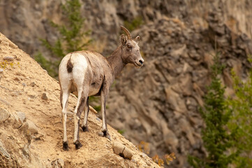 A female bighorn sheep standing on a steep rocky cliff in Yellowstone National Park. 