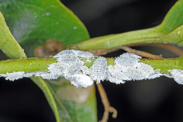 Coccids scale insects mealybugs on peppers plant. Pests of crops, vegetables.