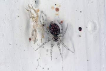 A tiny spider on the wall of the room and beside its moult. Mauritius.