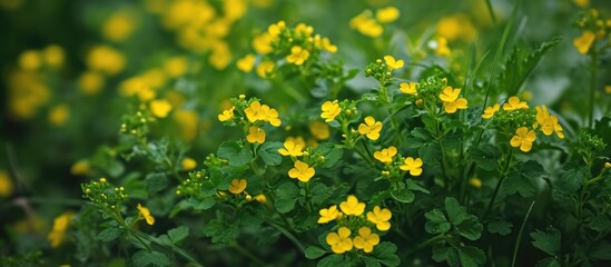 Scientifically named Barbarea vulgaris, wild yellow flowers known as bittercress, herb barbara, and rocketcress grow in clusters.