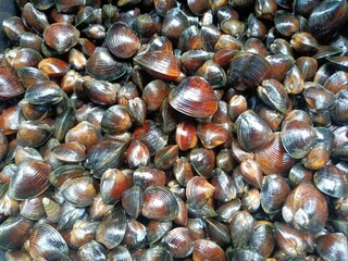 The Corbiculidae are a family of clams in the mollusc order Venerida. They are known commonly as basket clams. The family name comes from the root corbus (