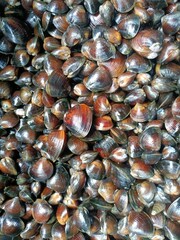 The Corbiculidae are a family of clams in the mollusc order Venerida. They are known commonly as basket clams. The family name comes from the root corbus (