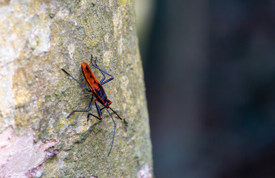 Assassin Bug (Rhynocoris fuscipes) climbs a village tree on blurred background.