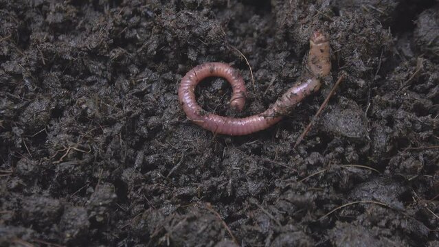 Earthworm is injuries and wriggling on the dirt