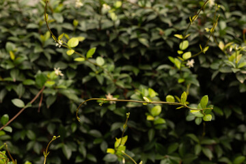 Obraz premium green leaves background