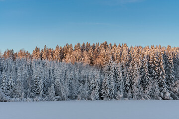 beautiful snowy winter landscape panorama with forest and sun. sun shines through snow covered trees