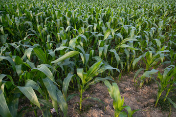 Agriculture corn fields growing in the harvest countryside of Bangladesh