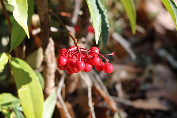 Lots of red berries on the tips of branches
