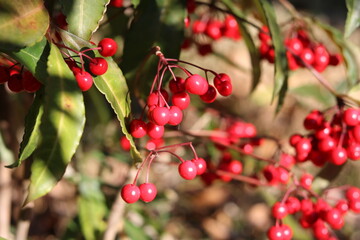 Pretty little red fruits