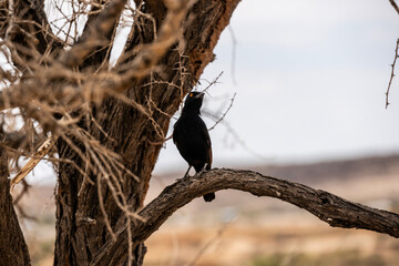 Purple glossy starling in natural conditions in a national park in Kenya