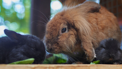 rabbit with babies, close-up, on a sunny day
