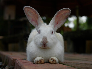 rabbit, portrait, close-up, on a sunny day