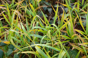 Green yellow grass with dew drops