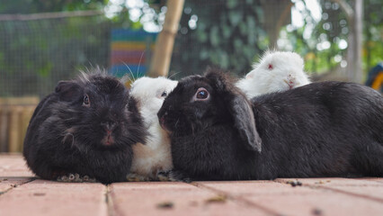 rabbits, group, close-up, black and white