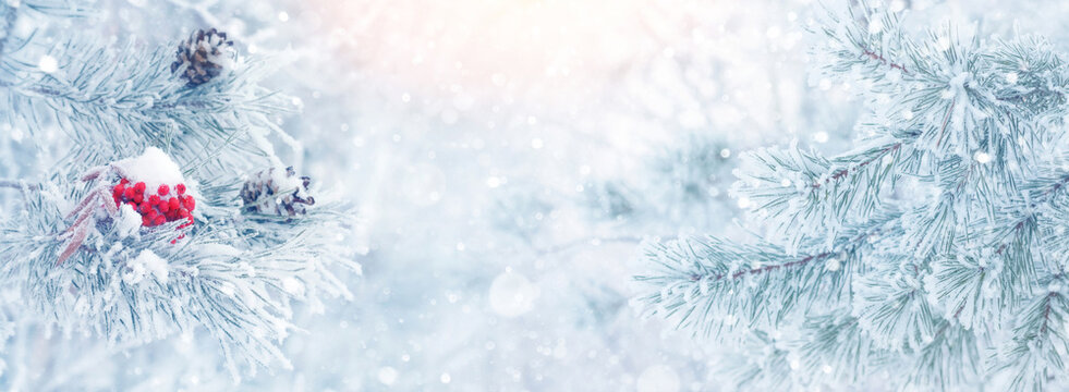 Winter background with snow-covered pine tree branch. Red frozen rowan on  branch of pine tree. Winter scene. Winter bright background.