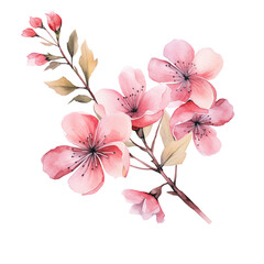 branch of pink cherry blossom flowers watercolor illustration png isolated on a transparent background, spring nature clipart 