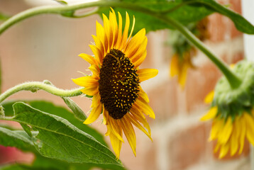 Close up of a sunflower in summer - 714109816